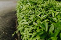 Kaboompics - Municipal greenery