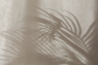 Kaboompics - Broad Palm Frond Shadow Across Beige Linen