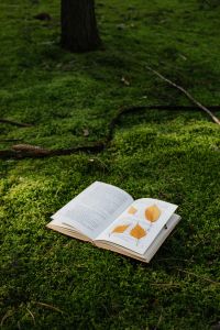 Kaboompics - Vertical Forest Reading Scene with Open Book and Autumn Leaves, Lifestyle Editorial