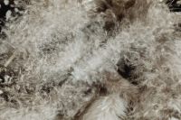 Kaboompics - Soft Gray Down Feathers in a Wide Natural Texture
