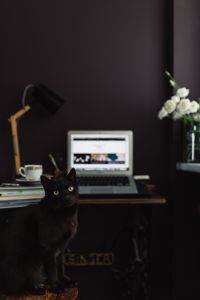 Kaboompics - Black Cat Sitting at Laptop Desk in Dark Office