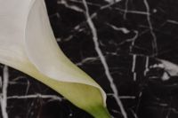 Kaboompics - Calla Lily Petal and Stem Macro on Black Marble Background