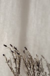 Kaboompics - Dried Lavender Sprigs and Soft Shadows on Beige Background