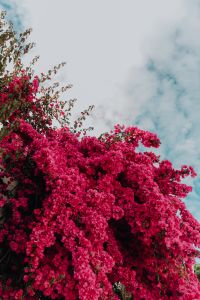 Kaboompics - Pink Bougainvillea Flowers Framing A Bright Blue Sky
