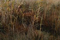 Kaboompics - Dense Brown Reeds and Wild Grass at the Lakeshore