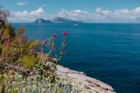 Kaboompics - Pink Thistles on Rocky Coast with Blue Sea Background
