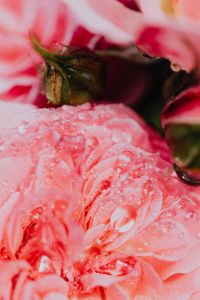 Kaboompics - Rose petals with water drops - flower
