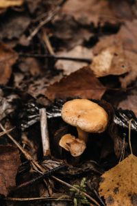 Kaboompics - Small Mushroom Among Fallen Leaves and Forest Moss