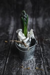 Kaboompics - Green plant in a metal bucket pot