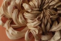 Kaboompics - Cream and Tan Chrysanthemum Flower Macro