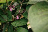 Kaboompics - Close Up Of Purple Bean Flowers