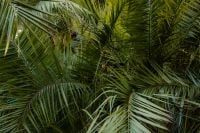 Kaboompics - Layered Green Palm Leaf Background