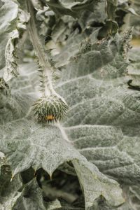 Kaboompics - Close-Up of Thistle Leaves in Coastal Vegetation