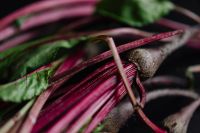 Macro Red-Purple Beet Stems and Leaf Veins, Dark Botanical Background for Farm Branding