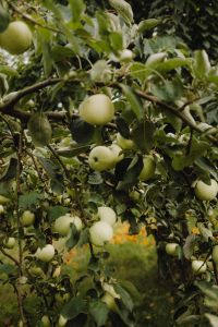 Kaboompics - Green Apples Growing among Leafy Orchard Branches, Orchard Fruit Photo for Garden and Food Editorials
