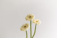 Kaboompics - Three White Gerberas on Green Stems