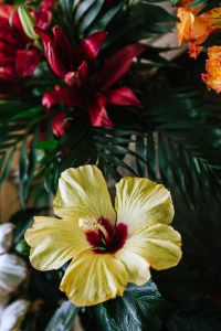 Kaboompics - Yellow Hibiscus Bloom Framed by Dark Green Tropical Foliage