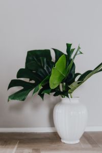 Kaboompics - Dark green leaves of monstera