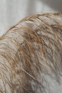 Kaboompics - Curved Dried Pampas Grass Texture in Warm Neutrals