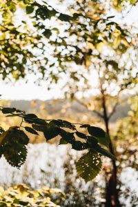 Kaboompics - Green Leafy Branch Over a Calm Lake