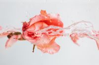 Kaboompics - Pink Rose with Clear Water Reflection, Minimal Floral Background