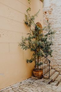 Kaboompics - Potted Olive Tree beside Weathered Stone Steps in Rovinj