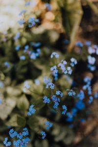 Kaboompics - Delicate Forget-Me-Not Blossoms in a Vertical Garden Frame
