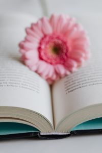Kaboompics - Soft Focus Pink Gerbera on an Open Book