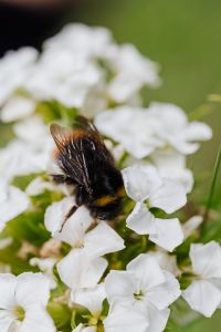 Kaboompics - Bumblebee