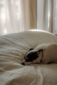 Kaboompics - Close-Up of Relaxed Dog on White Bed with Sheer Curtains and Soft Light