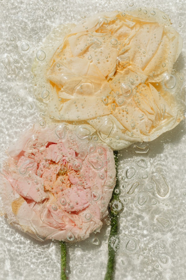 Peach and Blush Petals Under Water-Drop Glass, Vertical Abstract Floral ...
