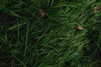Kaboompics - Dew Covered Green Grass with Fallen Autumn Leaves