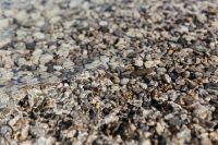 Kaboompics - Pebble Beach Texture beneath Clear Water