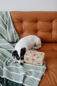 Christmas Morning With a Little Dog, Gifts and Green Décor