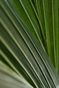 Kaboompics - Green Palm Leaf Veins and Ribbed Pattern