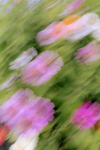 Kaboompics - Blurred Pink and White Flowers in a Flowing Floral Scene