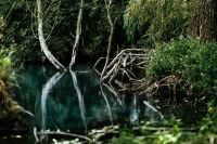 Kaboompics - Quiet Woodland Stream with Reflections and White Tree Trunks