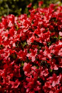 Kaboompics - Vertical Cluster of Red Bush Flowers in Bloom