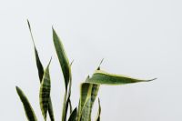 Kaboompics - Tall Snake Plant With Upright Green Leaves