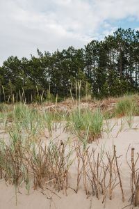 Kaboompics - Beach Grass and Pine Trees on Sandy Dunes