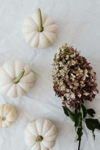 Kaboompics - Dried Hydrangea and White Mini Pumpkins Flat Lay
