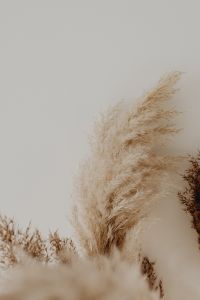Kaboompics - Pampas Grass In A Vase