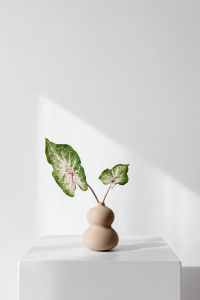 Kaboompics - Caladium Leaves in a Sculptural Beige Vase Against a White Wall