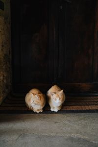 Kaboompics - Two Ginger Cats Sitting in a Shadowy Doorway