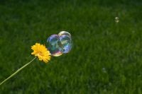 Kaboompics - Yellow Flower and Bubble Cluster with Green Garden Copy Space