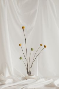 Kaboompics - Yellow Craspedia on a Curved Stem in a Neutral Floral Background