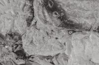 Kaboompics - Monochrome Flower Petals and Water Bubbles on Glass, Black and White Floral Background