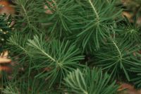 Kaboompics - Overlapping Evergreen Branches Creating a Green Texture