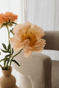 Kaboompics - Peach Flowers beside Sheer Curtains and Textured Chair