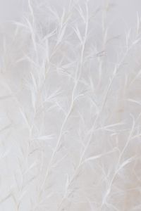 Kaboompics - Delicate White Dried Grass Stems in Soft Focus on a Pale Beige Background